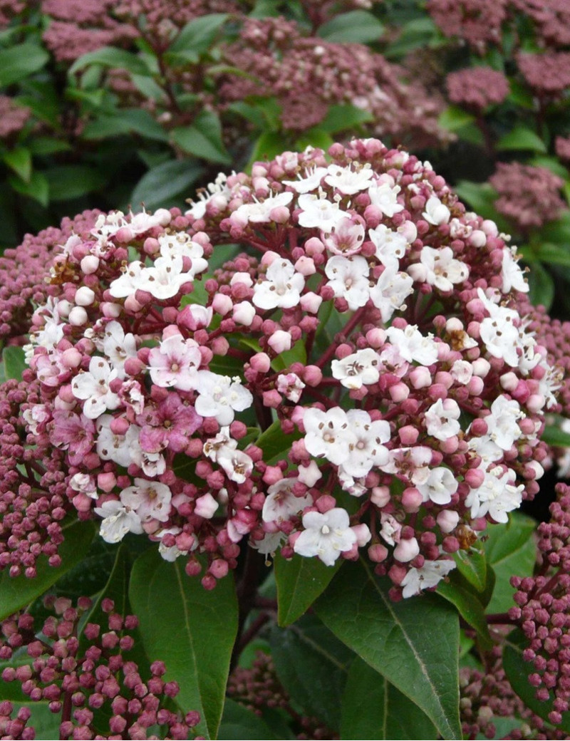 VIBURNUM tinus SPIRIT