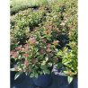 VIBURNUM tinus SPIRIT