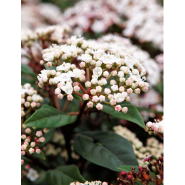 VIBURNUM tinus SPIRIT