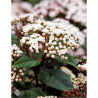 VIBURNUM tinus SPIRIT