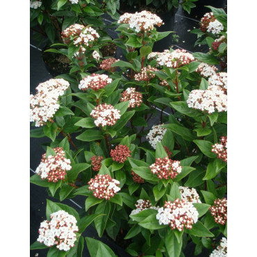 VIBURNUM tinus SPIRIT