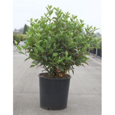 VIBURNUM tinus SPIRIT En pot de 15-20 litres