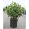 VIBURNUM tinus SPIRIT En pot de 15-20 litres