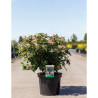 VIBURNUM tinus SPIRIT En pot de 10-12 litres