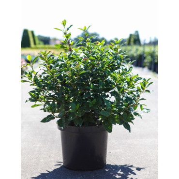 VIBURNUM tinus SPIRIT En pot de 10-12 litres