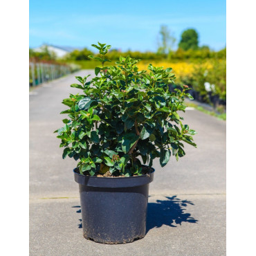 VIBURNUM tinus LISAROSE® En pot de 10-12 litres