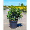 VIBURNUM tinus LISAROSE® En pot de 10-12 litres