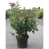 VIBURNUM tinus LISAROSE® En pot de 10-12 litres