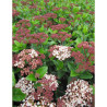 VIBURNUM tinus LISAROSE®