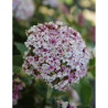 VIBURNUM tinus LISAROSE®