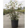 VIBURNUM pragense En pot de 12-15 litres