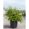 VIBURNUM plicatum WATANABE En pot de 12-15 litres