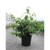 VIBURNUM plicatum tomentosum KILIMANDJARO® En pot de 12-15 litres