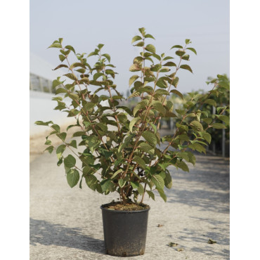 VIBURNUM plicatum OPENING DAY® En pot de 10-12 litres