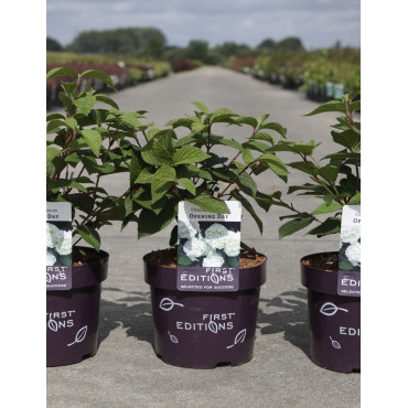 VIBURNUM plicatum OPENING DAY® En pot de 4-5 litres