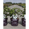 VIBURNUM plicatum OPENING DAY® En pot de 4-5 litres