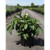 VIBURNUM davidii En pot de 10-12 litres