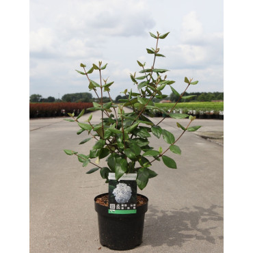 VIBURNUM burkwoodii En pot de 3-4 litres