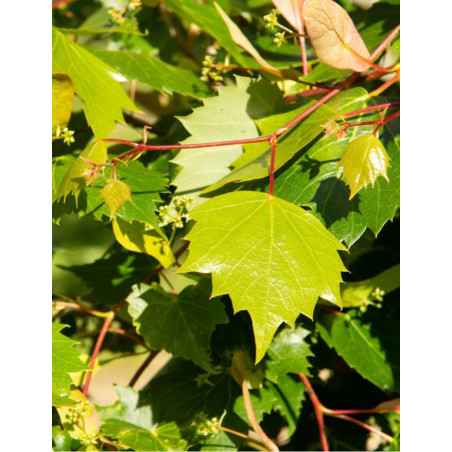 TILIA mongolica