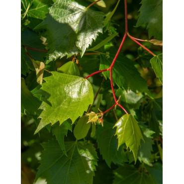 TILIA mongolica