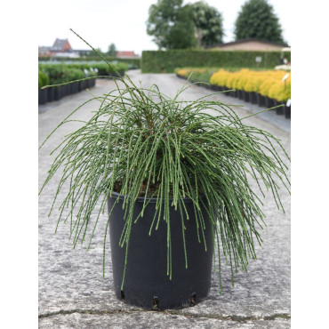 THUJA plicata WHIPCORD En pot de 15-20 litres