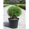 THUJA occidentalis TINY TIM En pot de 7-10 litres