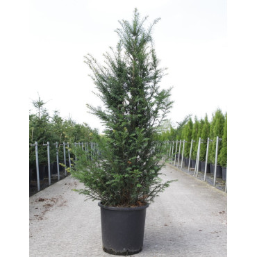 TAXUS baccata En pot de 25-30 litres