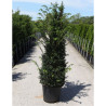 TAXUS baccata En pot de 35-50 litres