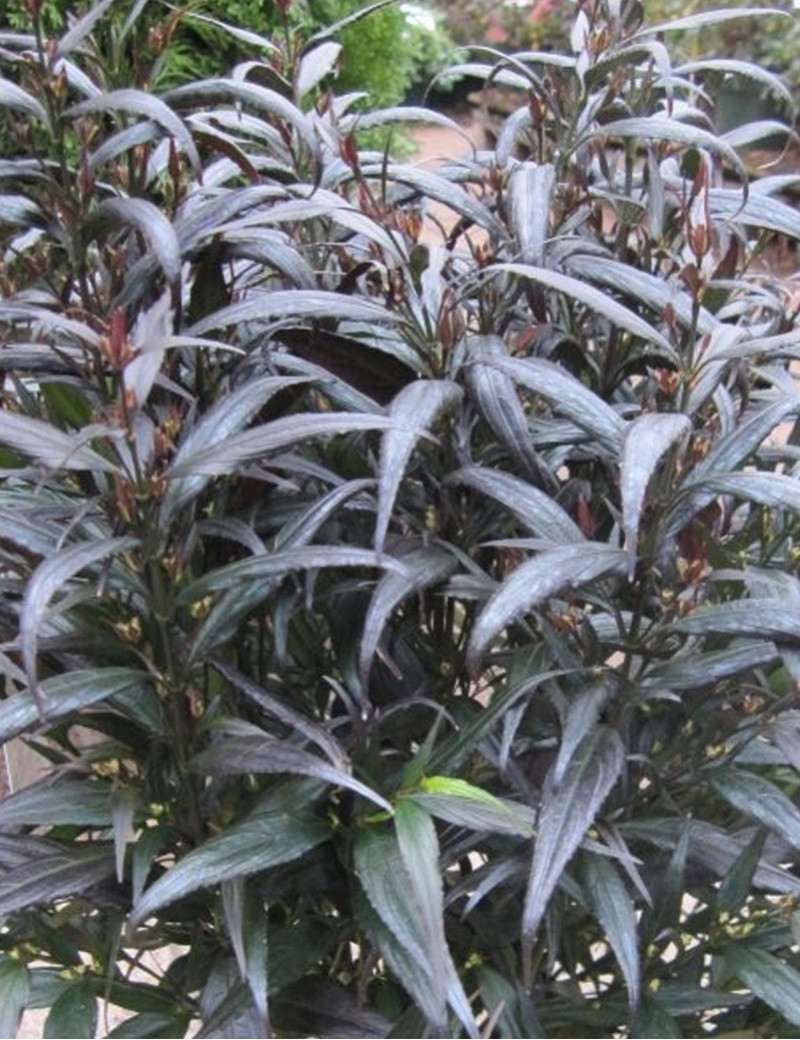 STROBILANTHES anispohyllus BRUNETTHY