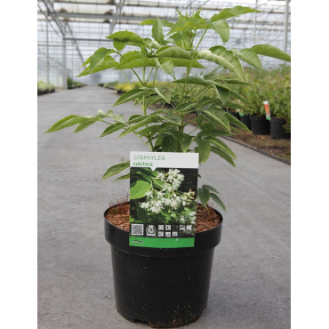 STAPHYLEA colchica En pot de 3-4 litres