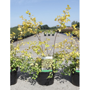 SPIRAEA vanhouttei GOLD FOUNTAIN En pot de 3-4 litres