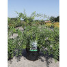 SPIRAEA cinerea GREFSHEIM En pot de 3-4 litres