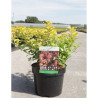 SPIRAEA betulifolia TOR GOLD En pot de 3-4 litres