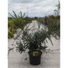 SOPHORA SUN KING En pot de 10-12 litres