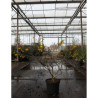 SOPHORA SUN KING En pot de 10-12 litres