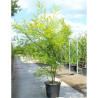 SOPHORA japonica En pot de 70-90 litres