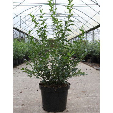 SARCOCOCCA confusa En pot de 10-12 litres