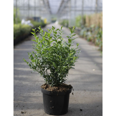 SARCOCOCCA confusa En pot de 7-10 litres