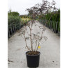 SAMBUCUS nigra BLACK LACE En pot de 30-35 litres