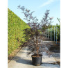 SAMBUCUS nigra BLACK LACE En pot de 90-110 litres