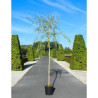 SALIX sepulcralis TRISTIS En pot de 25-30 litres forme tige hauteur du tronc 180-200 cm