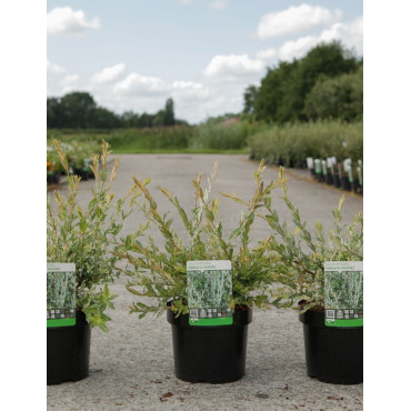 SALIX integra HAKURO-NISHIKI En pot de 4-5 litres