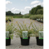 SALIX integra HAKURO-NISHIKI En pot de 4-5 litres