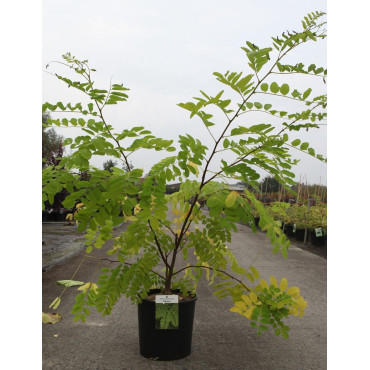 ROBINIA pseudoacacia FRISIA En pot 10-12 litres