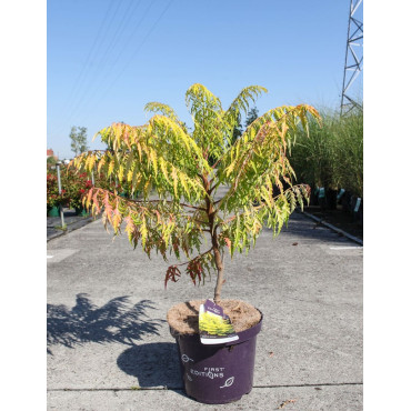 RHUS typhina TIGER EYES En pot de 10-12 litres