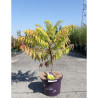 RHUS typhina TIGER EYES En pot de 10-12 litres