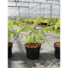 RHUS typhina TIGER EYES En pot de 4-5 litres