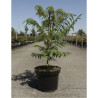 RHUS typhina DISSECTA En pot de 7-10 litres