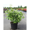 RHODOTYPOS scandens En pot de 10-12 litres