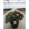 RHODODENDRON PERCY WISEMAN En pot de 15-20 litres